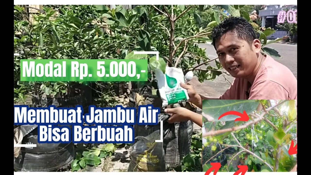 Jambu Air di Modiv agar Berbunga | Pak Arjo |