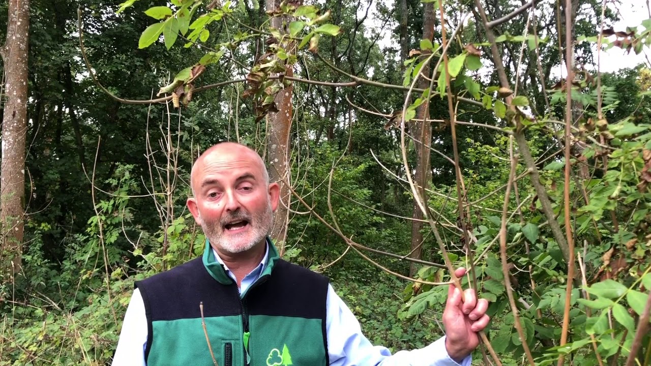 Technical: Updated guidance for managing woodland with ash dieback