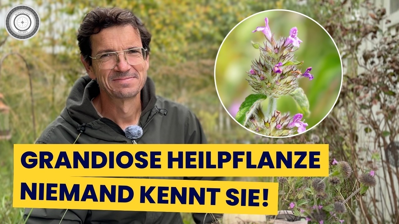 fast vergessen - eine unsere wirksamsten Heilpflanzen  -  DER WIRBELDOST