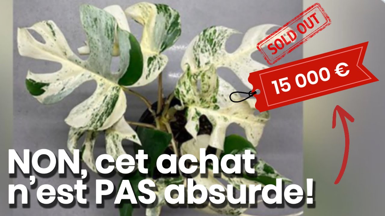 J’ai payé 4.000€ pour ces plantes et voilà ce que j’ai appris