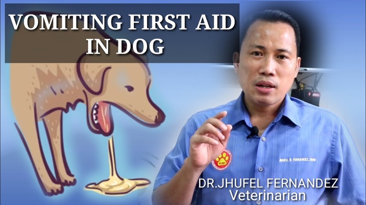 VOMITING DOG || FIRST AID || Mga Dapat Gawin Kapag Nagsusuka Ang Aso!