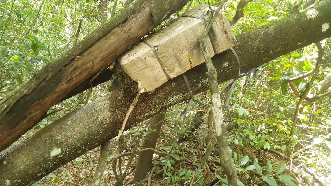 Armei caixas Isca pra pegar uruçu amarela e só pegou apis.