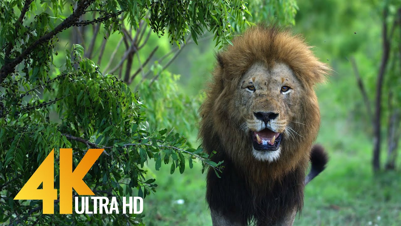 Африканская дикая природа 4K Ultra HD | Фильм о природе Африки 2017 - Robert Hofmeyr