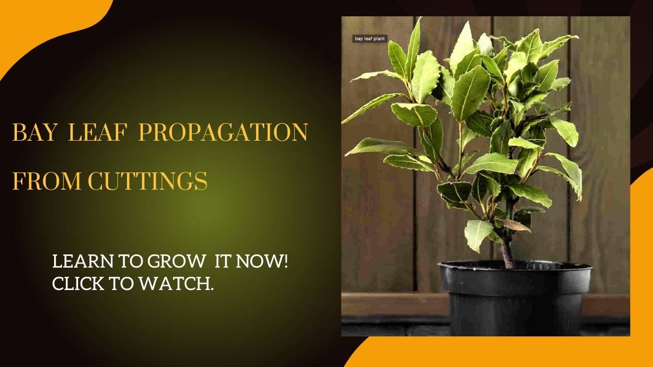 Bay Leaves from Cuttings || Bay leaf propagation