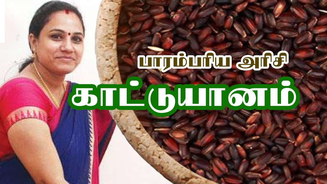 காட்டுயானம் அரிசி  | KATTUYANAM | பாரம்பரிய அரிசி | மண்வாசனை மேனகா