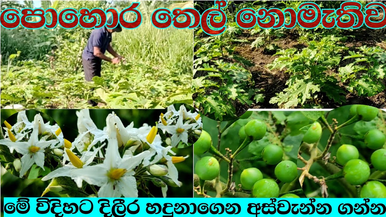 පොහොර තෙල් නොමැතිව සාර්ථක තිබිබටූ වගාවක් කරගන්නේ මෙහෙමයි /tibbatu wagawa