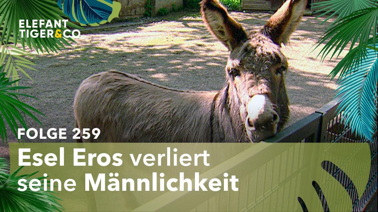 Der kastrierte Esel Eros (Folge 259) | Elefant, Tiger & Co. | MDR
