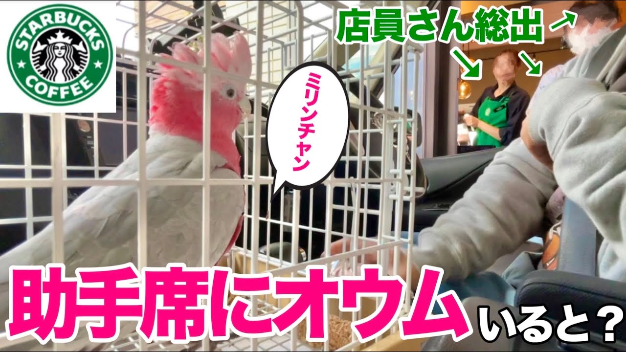 スタバのドライブスルーで店員さんにチヤホヤされて嬉しくなっちゃったオウムが可愛すぎましたww【モモイロインコ】