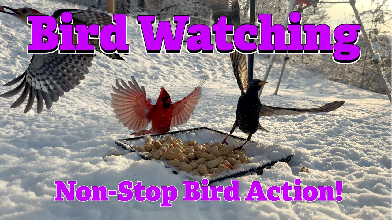 Bird Watching, Every Like and Comment is another day I feed these birds!