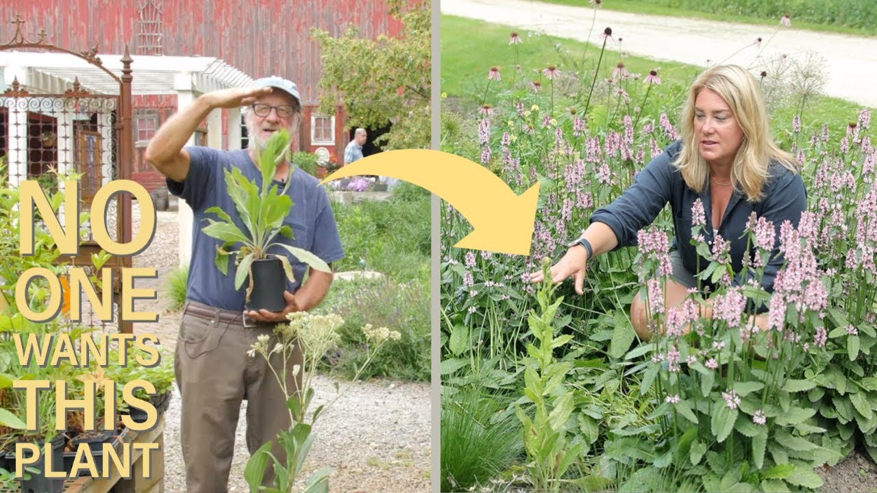 Roy Diblik's plants no one wants (and where I planted them)