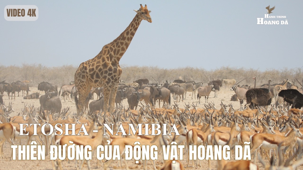 ETOSHA - NAMIBIA | Cái nôi của sự sống hoang dã. Khám phá thế giới động vật hoang dã.
