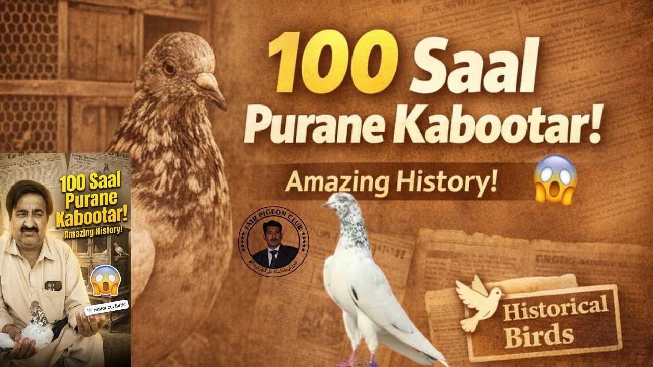 100 Saal Purane Lakhay Kabootar 😱 Amazing History!