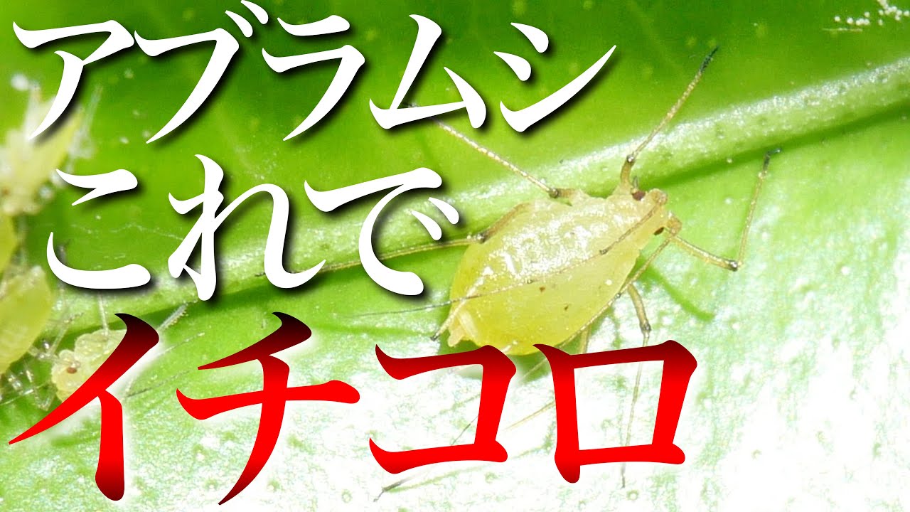 【30秒でタヒ】アブラムシは家にあるもので速攻で駆除・対策できます