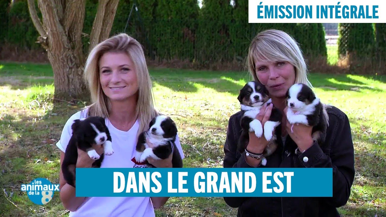 Les Animaux de la 8 dans le Grand Est - Émission intégrale