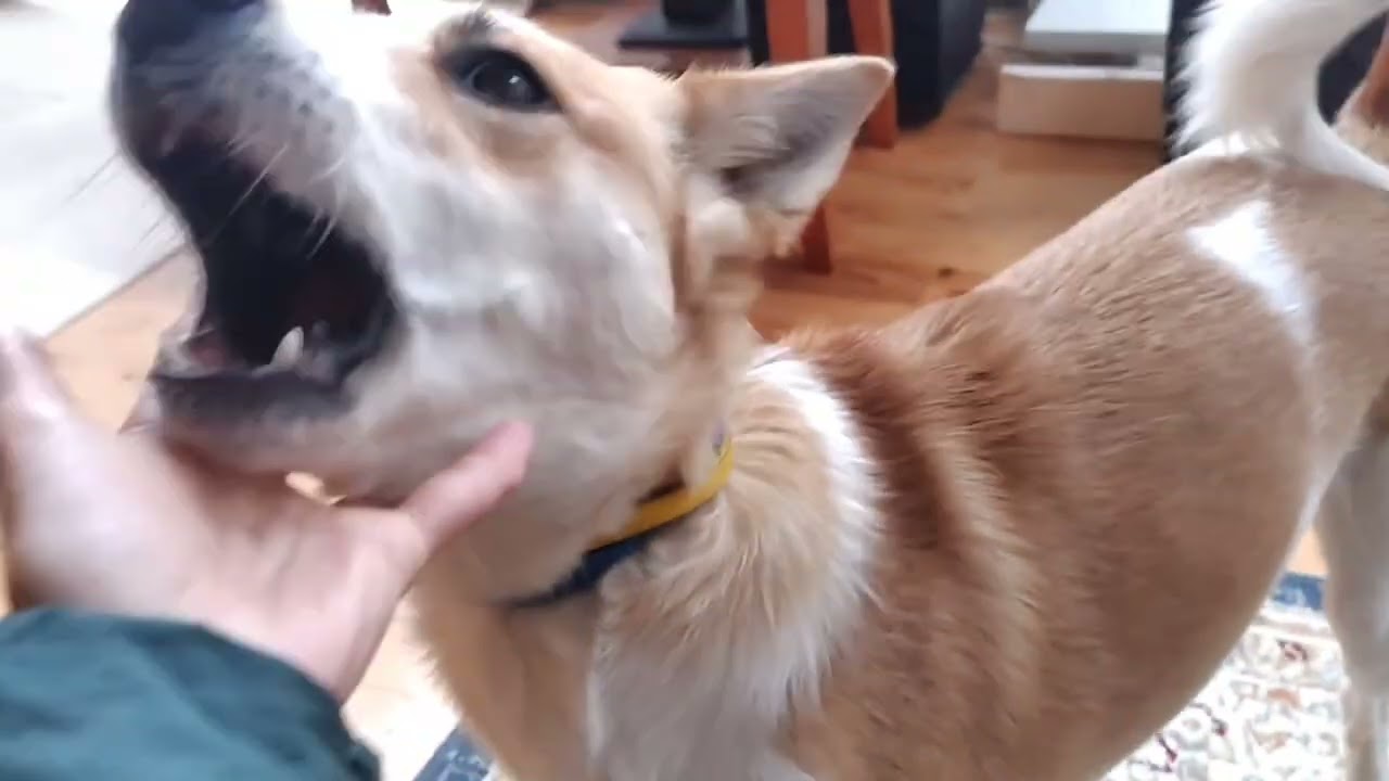 散歩に出るまでが長い犬