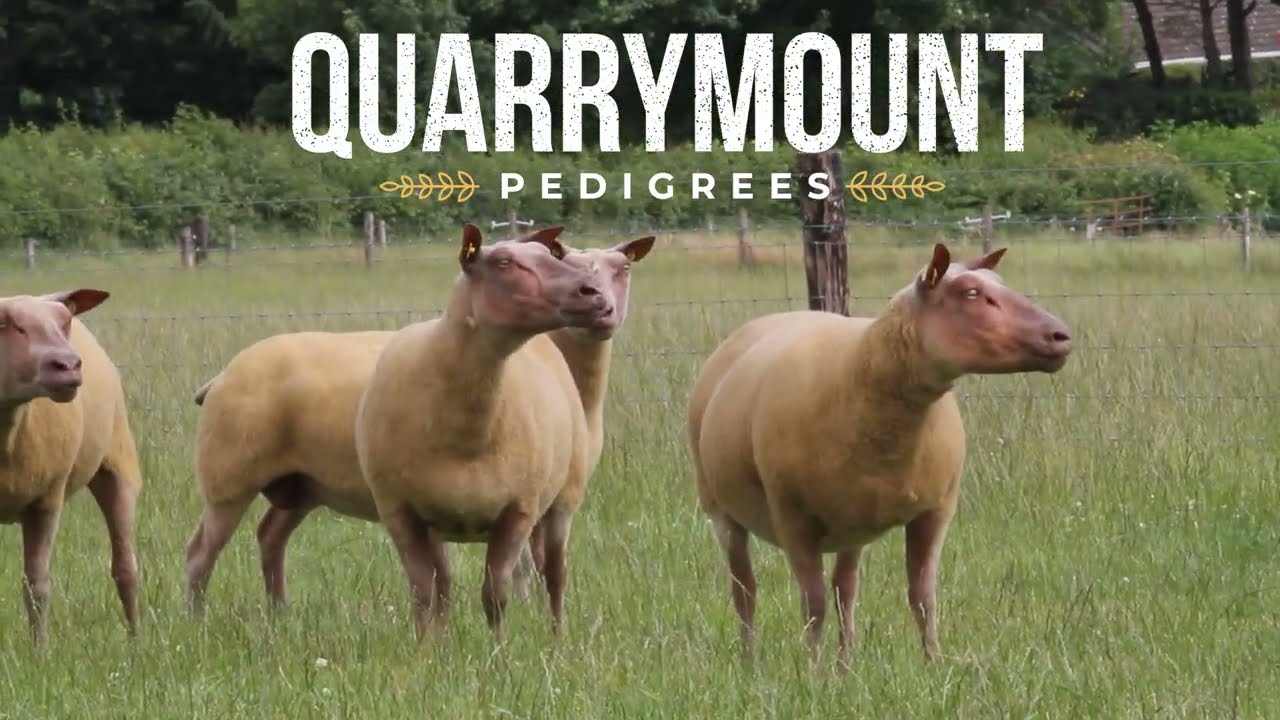Quarrymount Rouge Mature Ewes July 2022