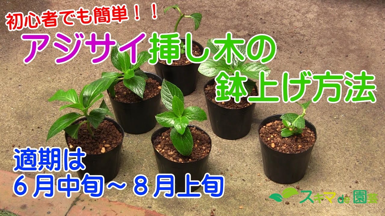【花木】アジサイ挿し木の鉢上げ方法【スキマde園芸】