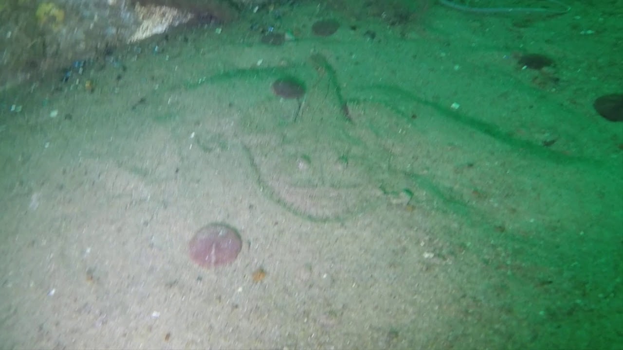 Goosefish