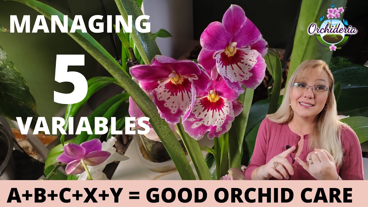 Managing the 5 Variables in Orchid Care (and Book Launch!)