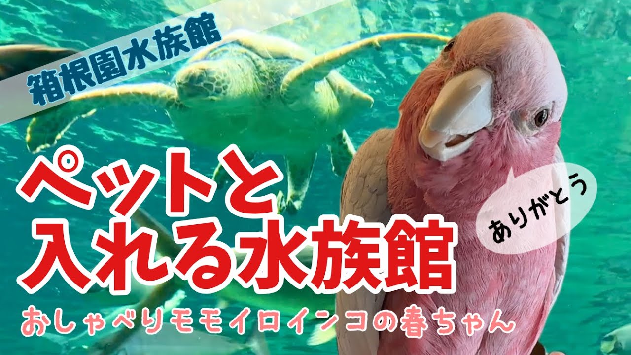 【ペットと旅行】ペットOK！箱根園で初めての水族館。【おしゃべりモモイロインコの春ちゃん】