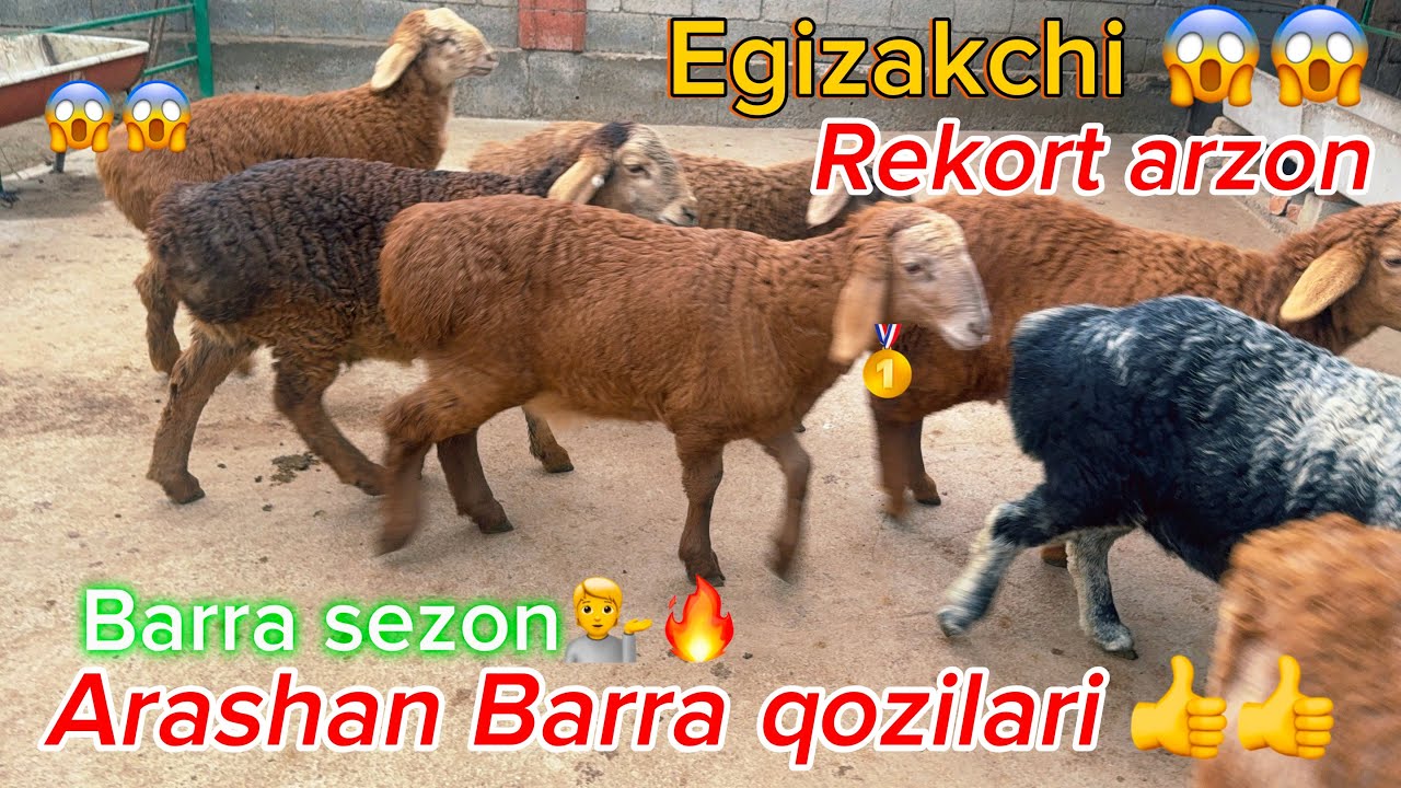 Barra sezon boshlandi !!Egizakchi ona bola vs Barra qozini noyoblari juda qulay😱