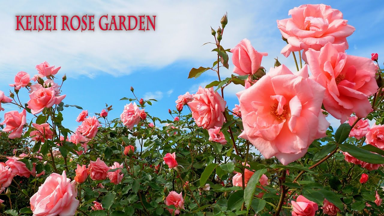 Keisei Rose Garden 2021 Autumn. #京成バラ園 #4K #秋バラ