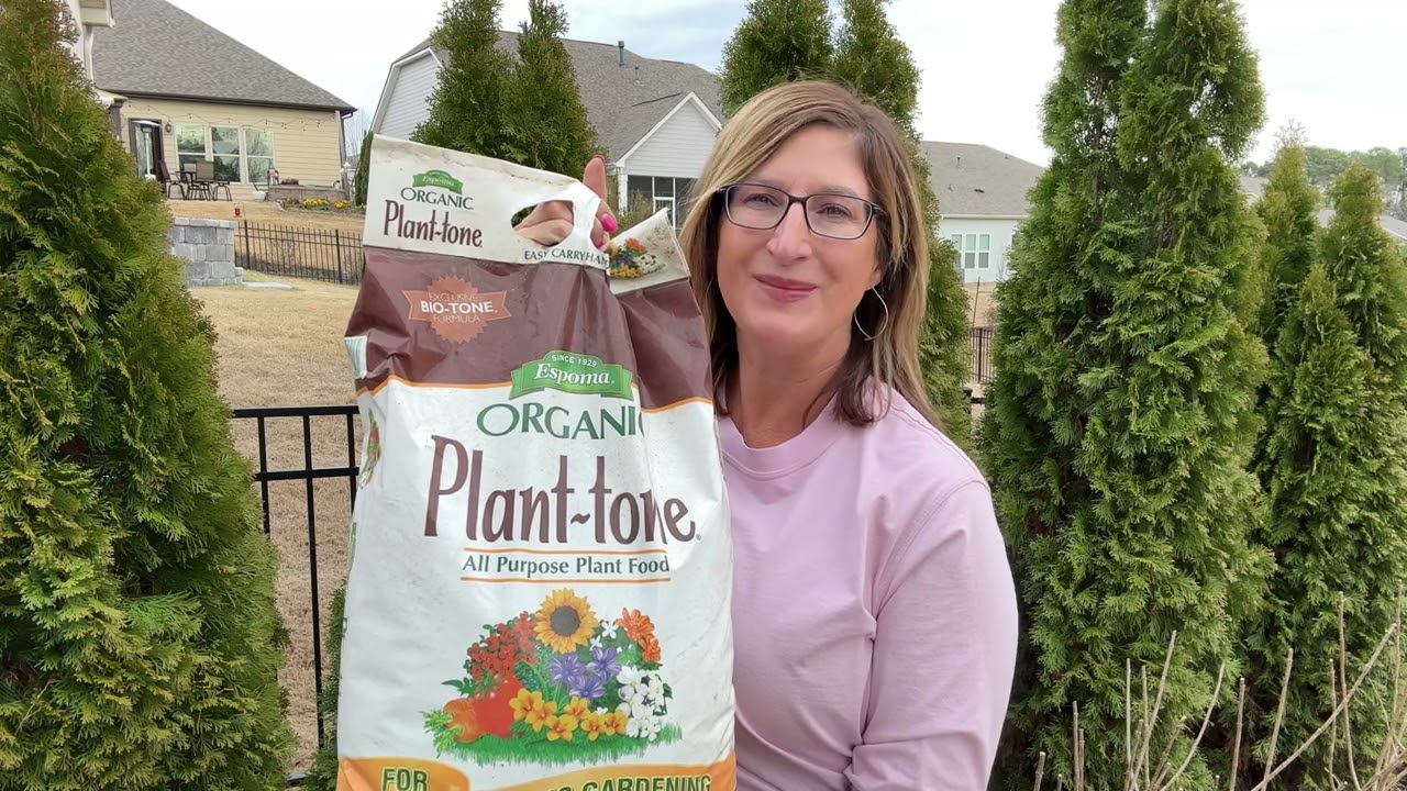 Emerald Green Arborvitae Care: Tips, Removing Brown Needles, Fertilizing, Privacy Tree Fence