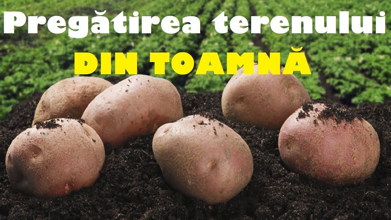 Iată cum trebuie pregătit terenul, dacă cultivați cartofii în fiecare an pe aceeași parcelă