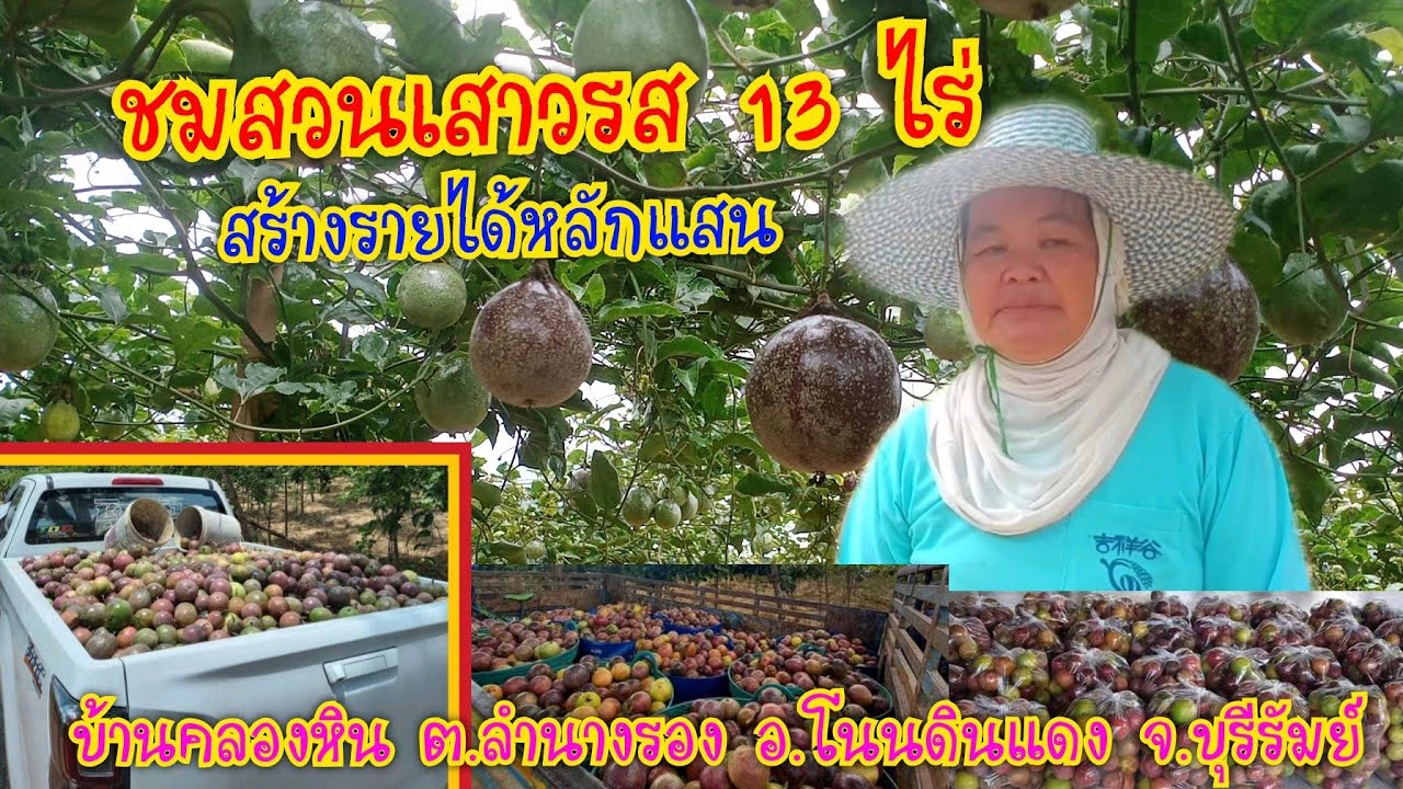 ปลูกเสาวรส 13 ไร่ สร้างรายได้หลักแสน