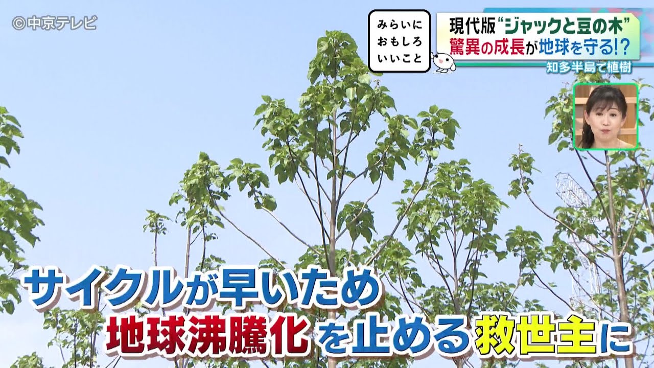 【現代版“ジャックと豆の木”】驚異の成長が地球を守る！？ 知多半島で植樹