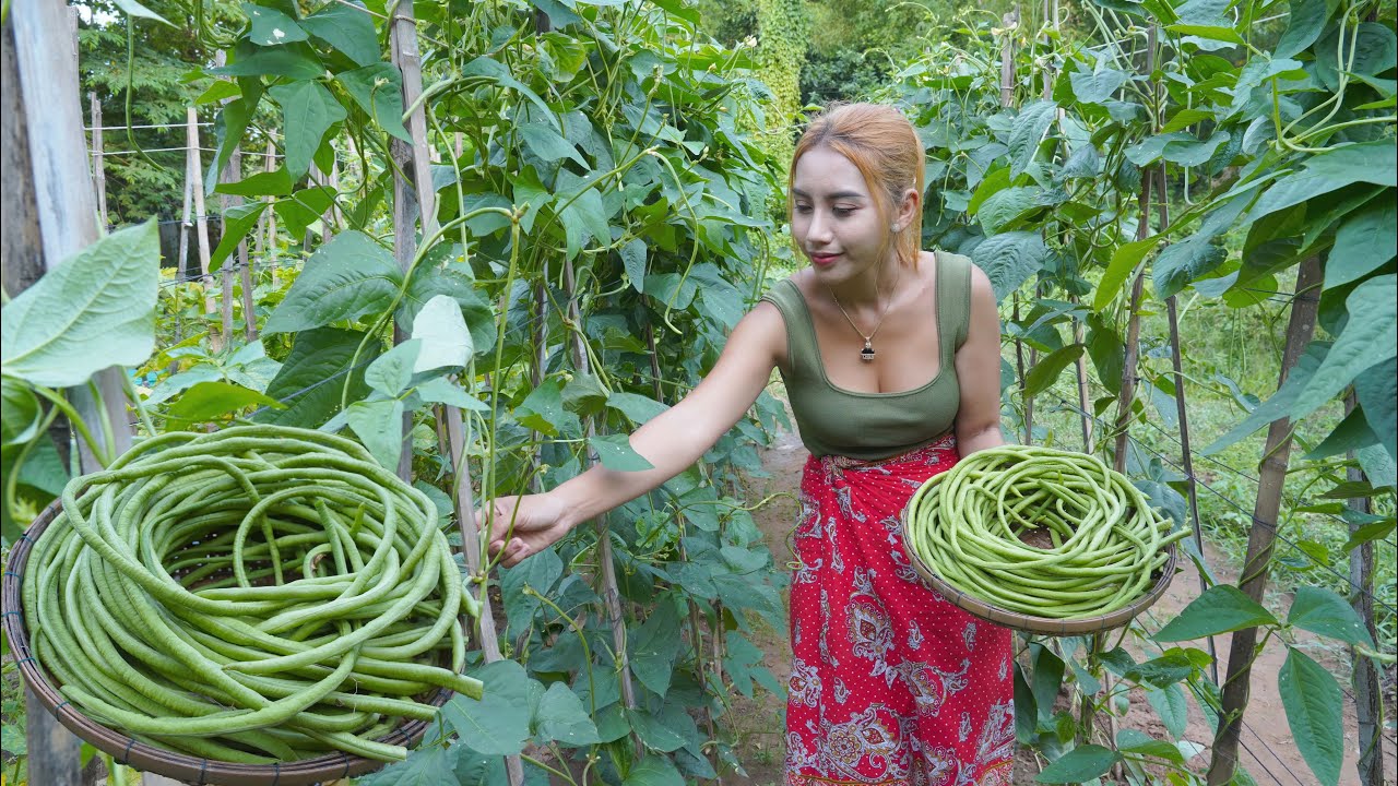 Fresh yard long bean in my garden and cook food recipe - Polin lifestyle