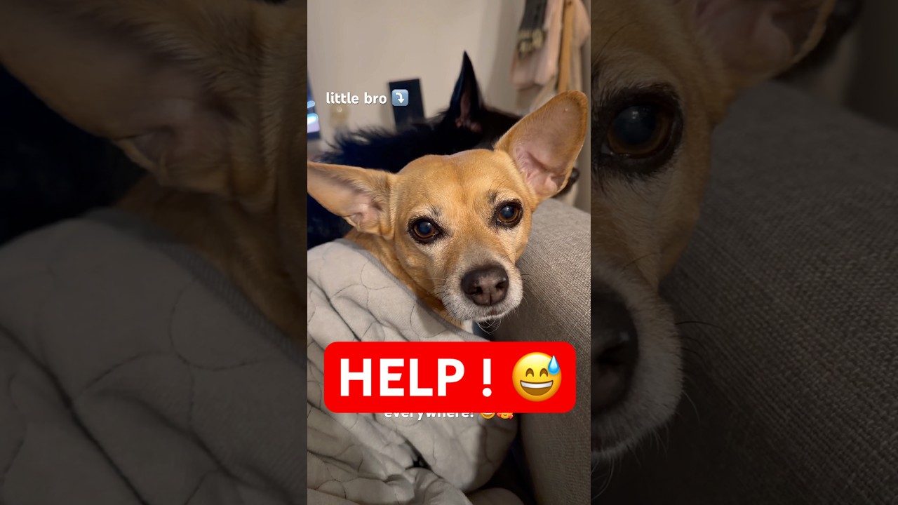 Bro can be annoying!😅 #dogshorts #doggielife #rescuedog #youtubeshortsviral #cutedogs #petshub #dog