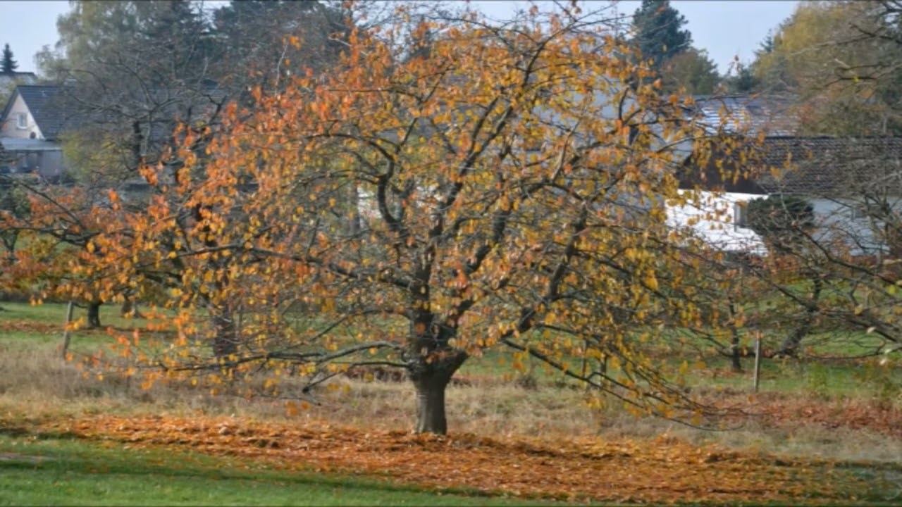 Hermann Hesse - Vom Baum der Traurigkeit