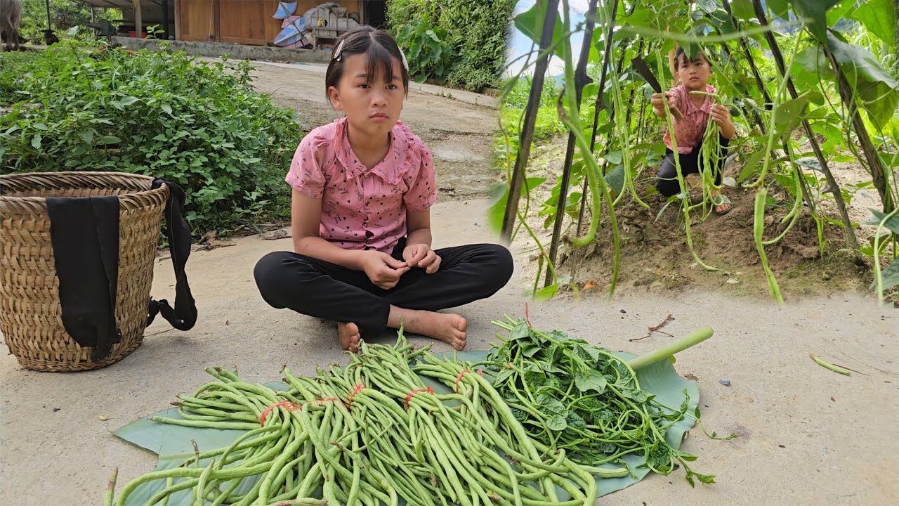 Phuong Vy picked beans to sell but felt very sad because she couldn't find the mother pig.