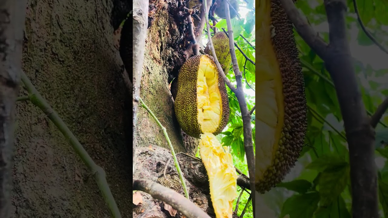 Sri Lankan Wild Kitchen | Exciting Traditional Recipes in the Forest #healthyfoods #forestcooking
