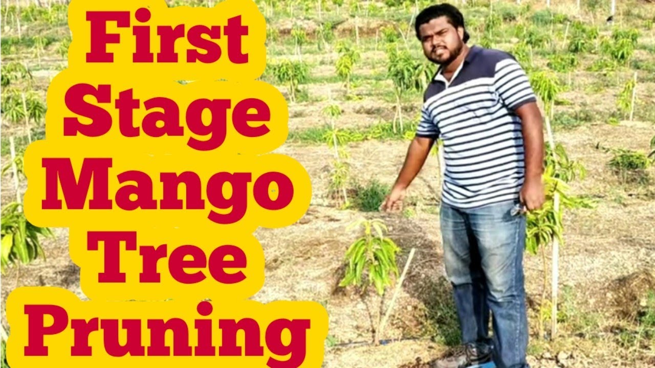 How to Cut or Prune a Mango Plant - PART 1 / आम का पौधा कैसे काटें या प्रून करें - भाग 1