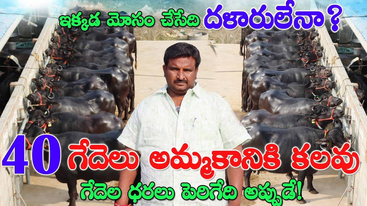 40 పచ్చి ,సూడి గేదెలు అమ్మకానికి కలవు|మోసం చేసేది దళారులేనా?గేదెల ధరలు పెరిగేది అప్పుడే!Buffaloes