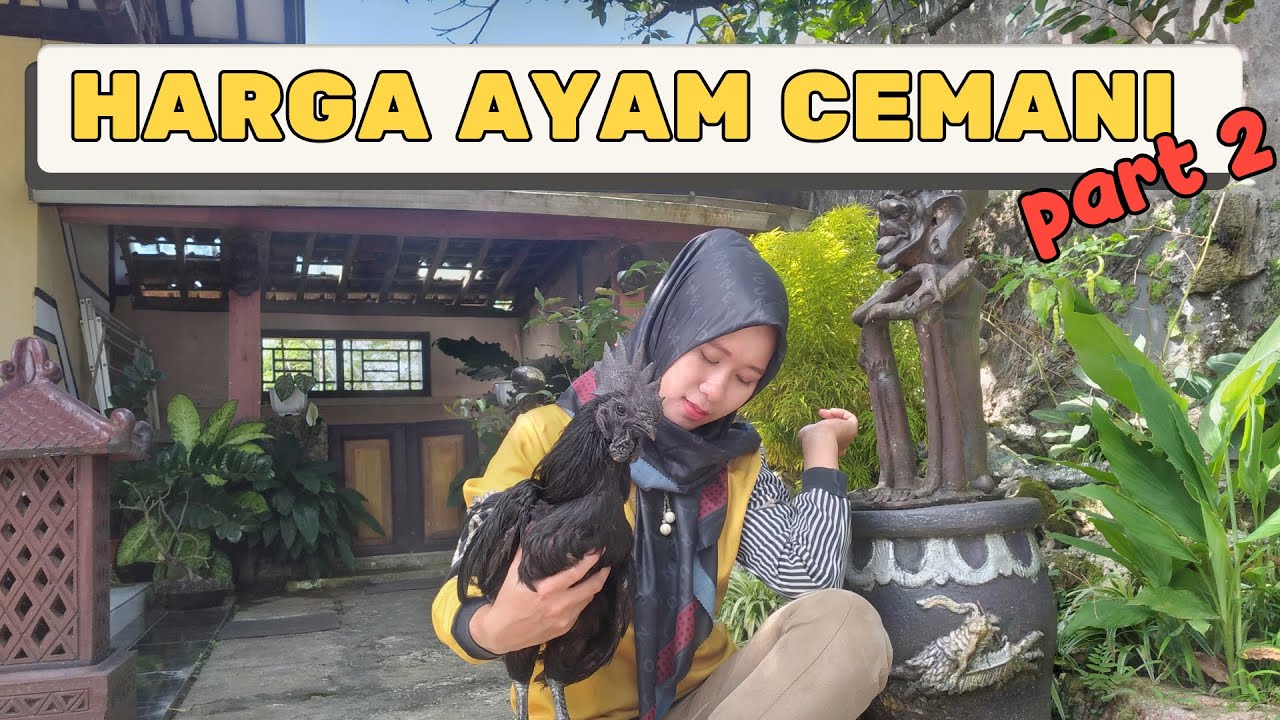 HARGA JAGO DAN LANCURAN AYAM CEMANI || RAYSHA EMAK CEMANI