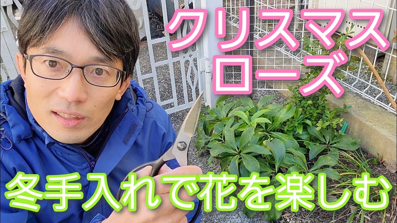 【クリスマスローズの手入れ】冬の葉切りで美しい花を楽しみ、株もコンパクトにする方法✂️🍃