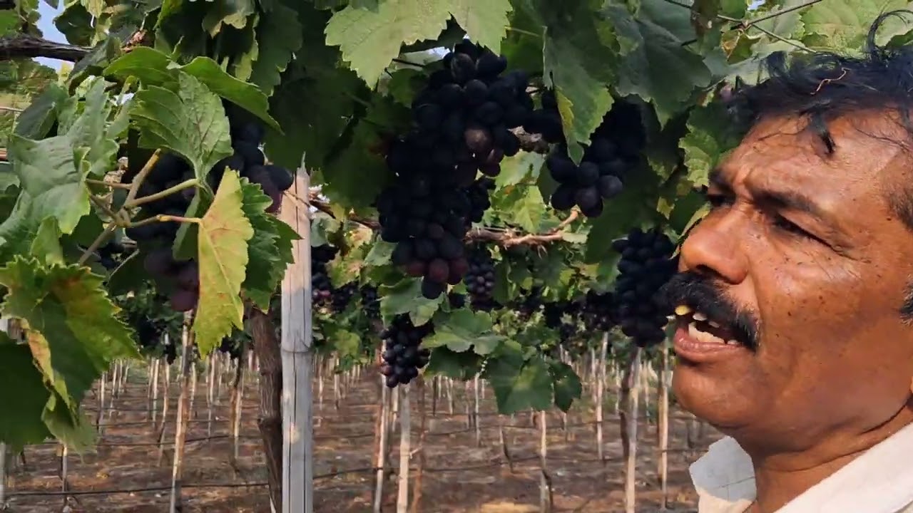 हालाखीच्या दिवसांवर मात करून द्राक्ष बाग पिकवणारे अशोकभाऊ व त्यांचं एकत्रित कुटुंब |शिक्षण महत्वाचं 