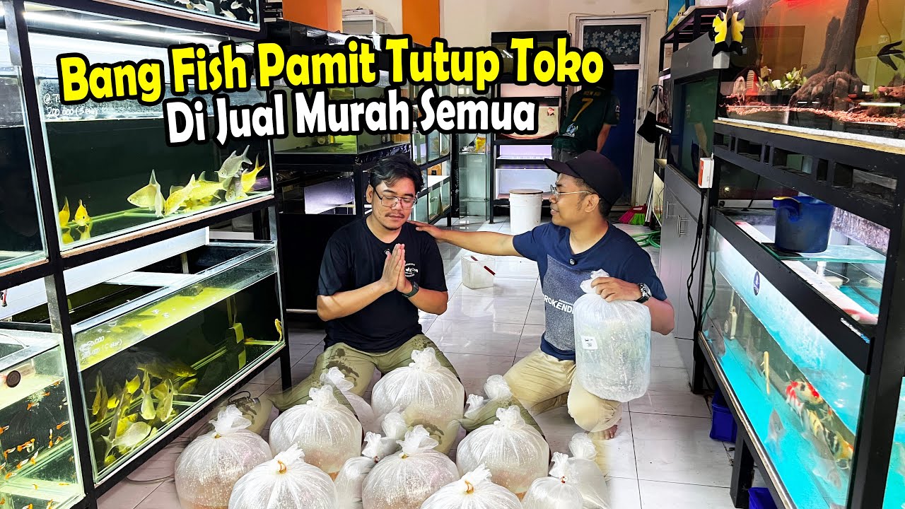 BORONG KOLEKSI CHANNA RARE BANG FISH? BANG FISH PAMIT TUTUP TOKO...