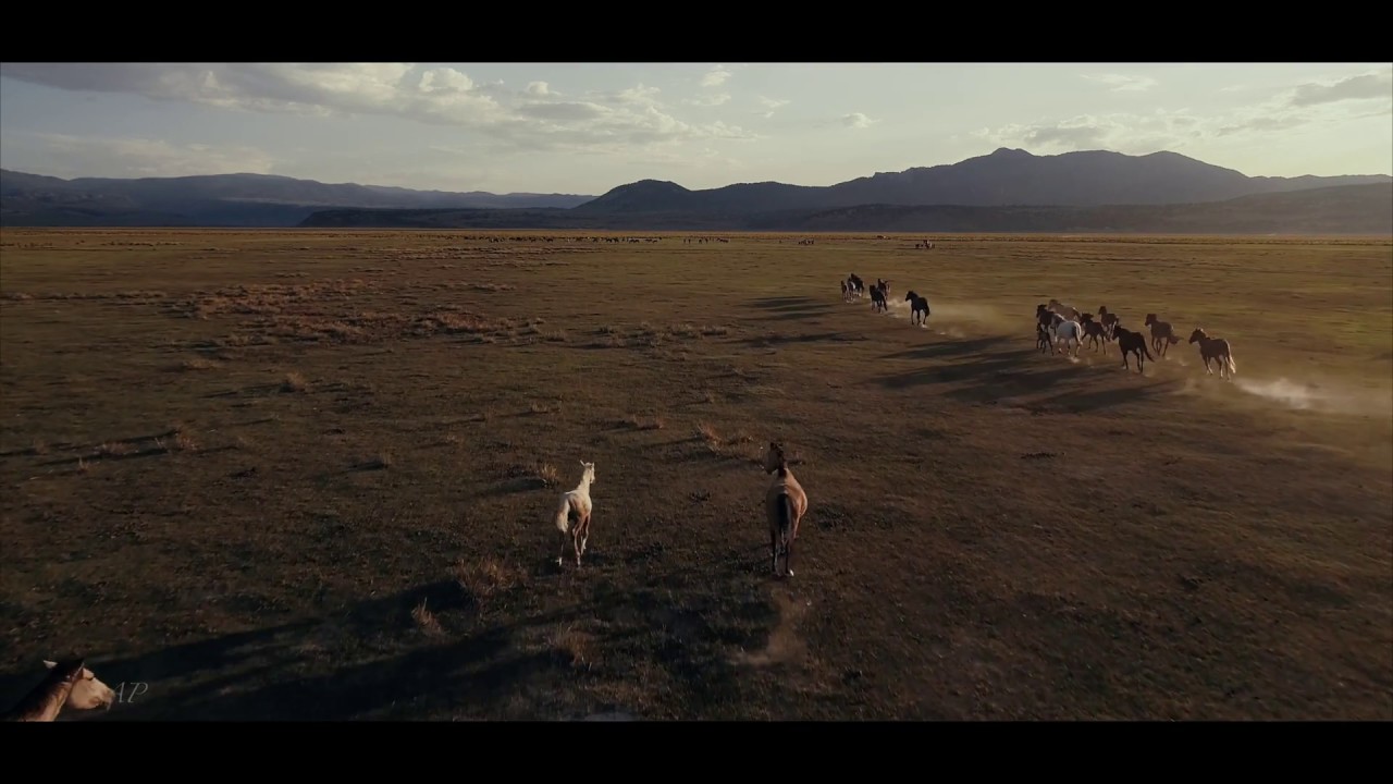 Epic slow motion 4K DJI Stunning Wild Mustangs galloping