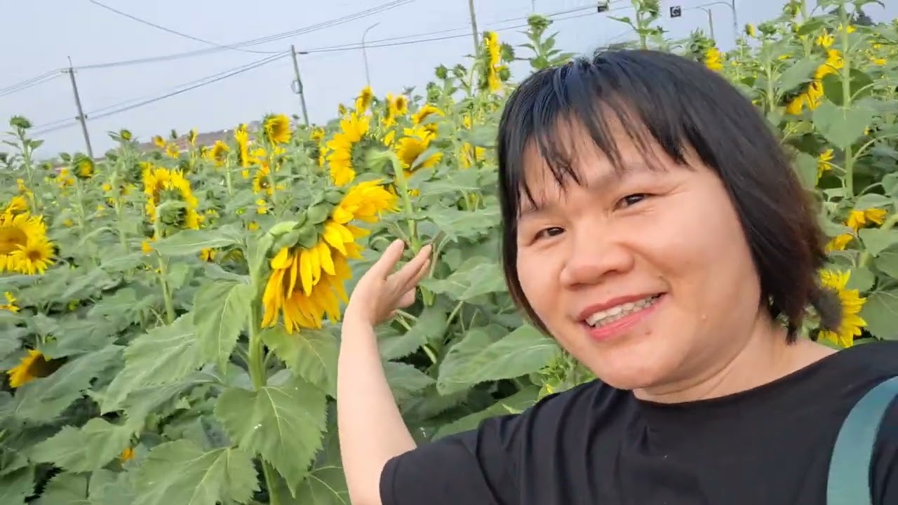 HOA HƯỚNG Duong