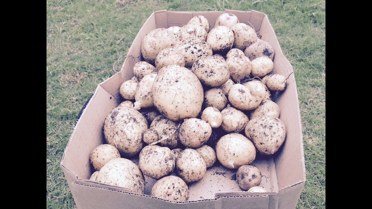 Growing potatoes in containers. Part 4 (Yukon gold harvest)