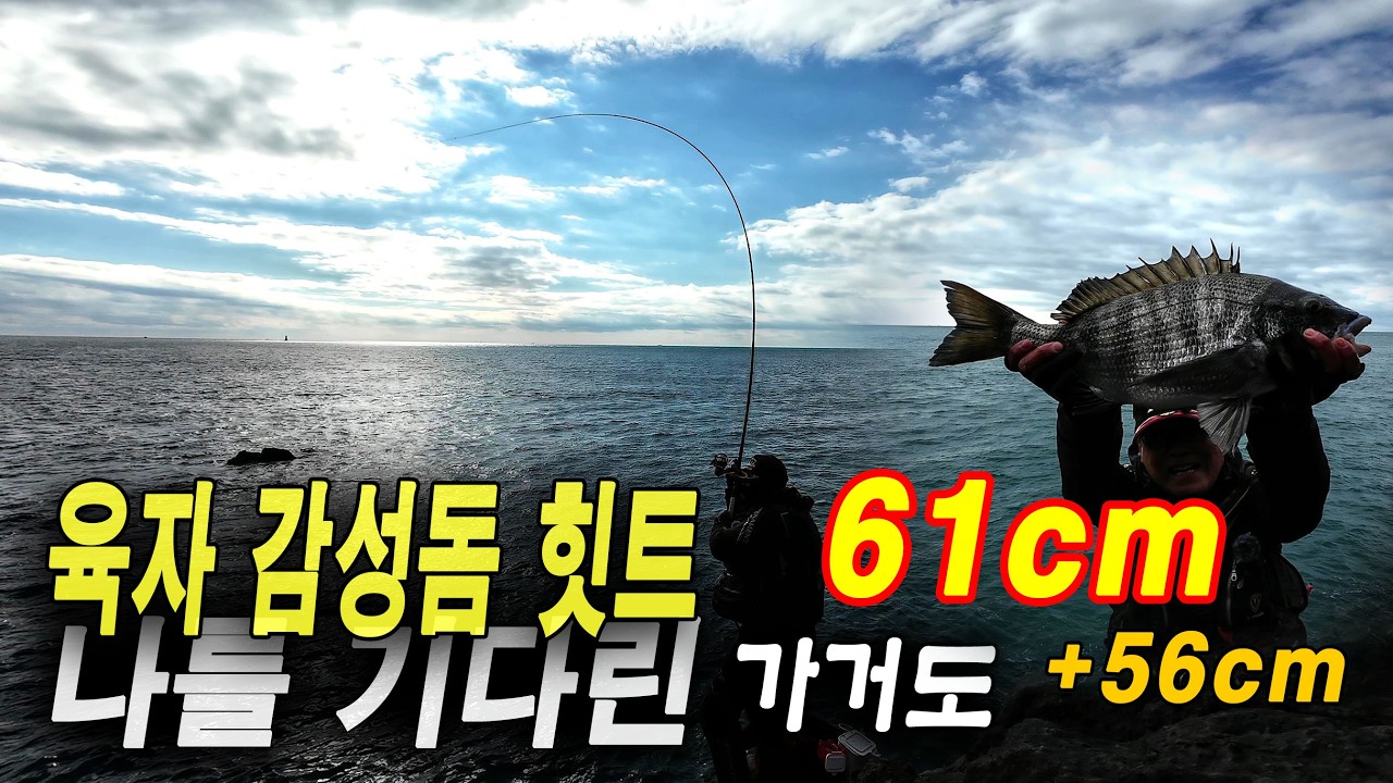감성돔 육자 대물 히트 #감성돔낚시 #가거도  #바다낚시  #본류대낚시  #갯바위찌낚시 #fishing