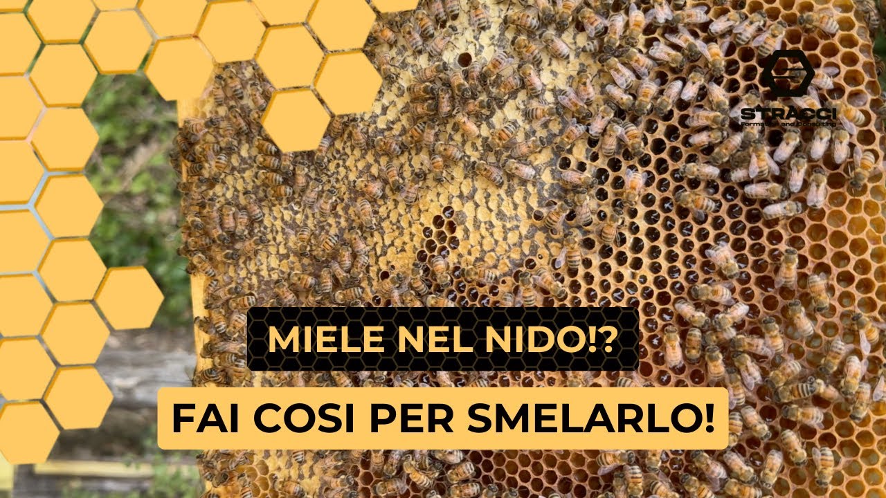 Troppo Miele nel Nido? Scopri Come Risolvere!