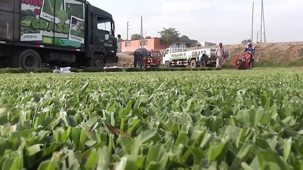 grass americano distribucion en lima