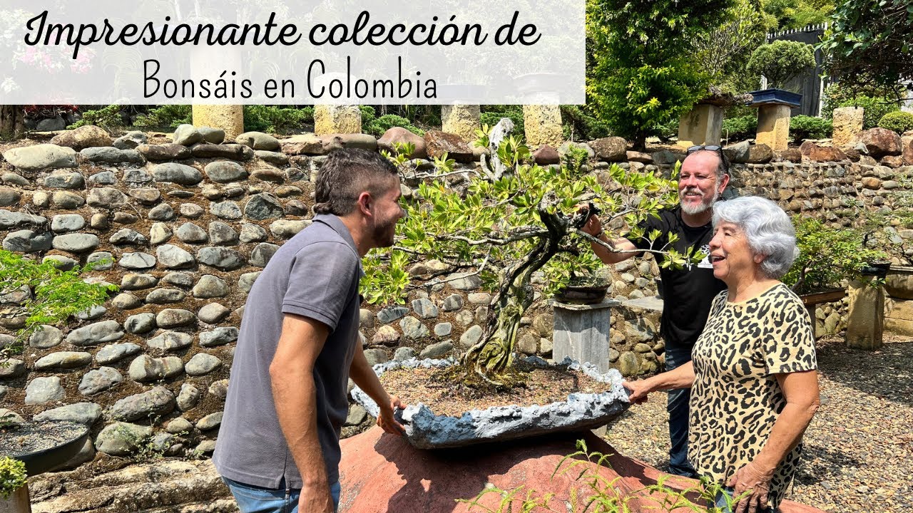 SORPRENDENTE colección de Bonsáis | más de cinco mil árboles