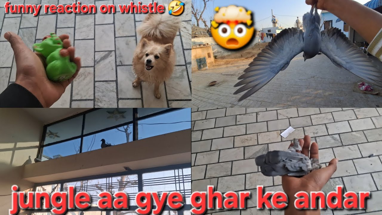Jungle Kabootro Ko Ghar Se Nikalna Hua Bhut Mushkil|| 🥵