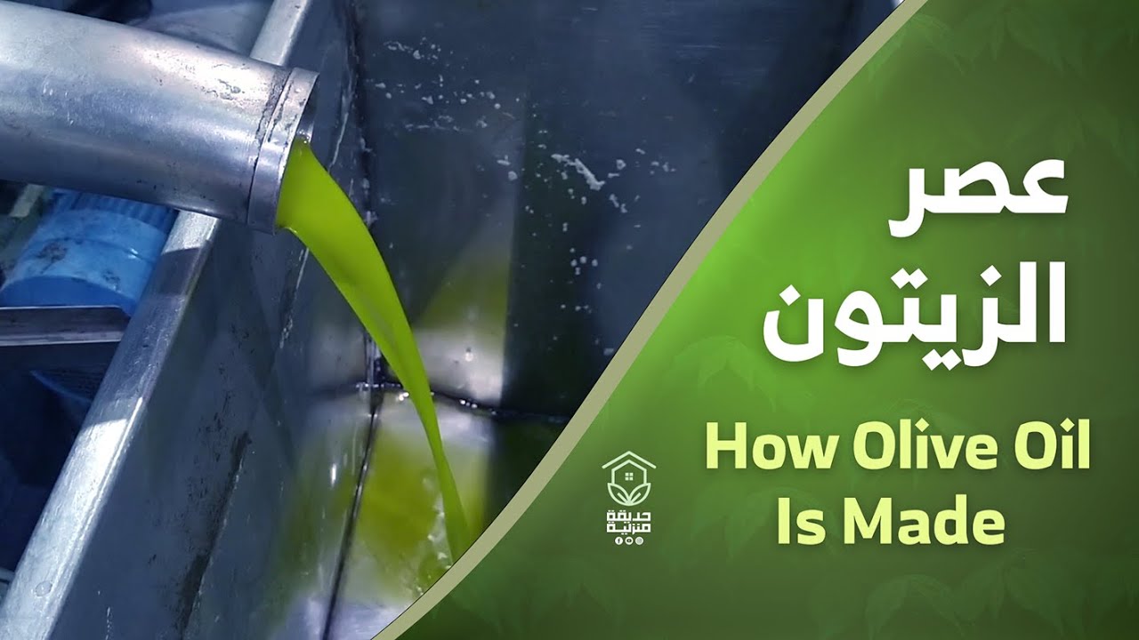 مراحل عصر الزيتون بالمعاصر الحديثة How Olive Oil Is Made